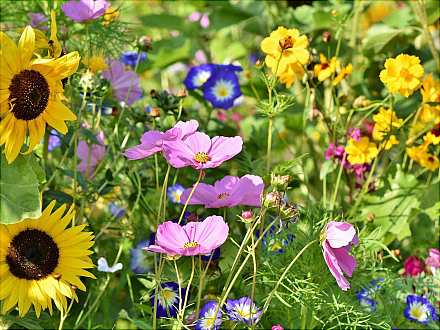 Botanischer Garten: Führung für Sehbehinderte und Blinde