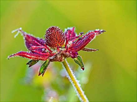 Die Blume des Jahres 2025