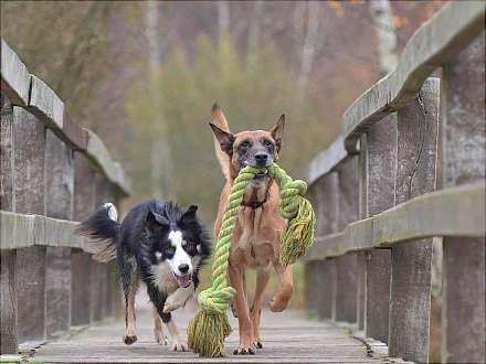 Die Hunderunde für den guten Zweck