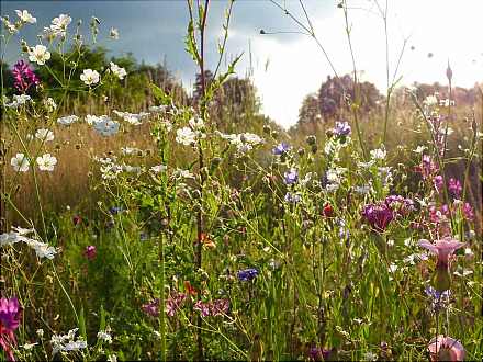 Führung: Naturschutz im Botanischen Garten