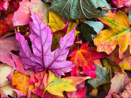 Herbstfloh- und Trödelmarkt in Rissen