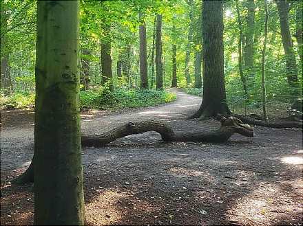 IM HIER UND JETZT Pilgern im Niendorfer Gehege und der Eidelstedter Feldmark