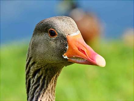 Jahresvögel und Wintergäste im Wedeler Autal