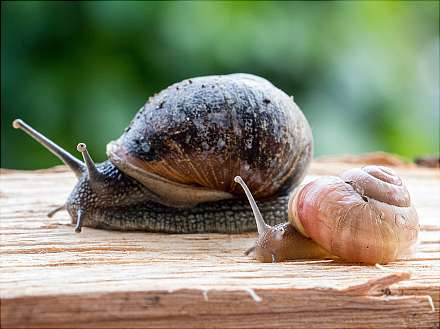 Lesestunde mit Otto, der Schnecke (2 bis 4 Jahre)