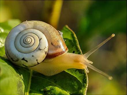 Lesestunde mit Otto, der Schnecke (2 bis 4 Jahre)