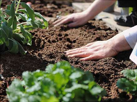 Offener Gartentag. Aktionstag im Luthergarten