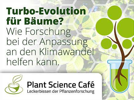 Plant Science Café "Turbo-Evolution für Bäume?"