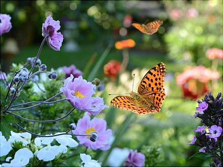 Schalten wir mit KI den Turbo in der Biodiversitätsforschung ein?