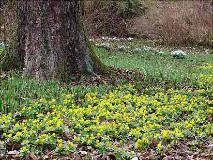 Stinsenpflanzen: Eine botanisch-gärtnerische Frühlingsreise