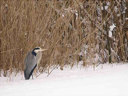 Winter im Eppendorfer Moor - Führung