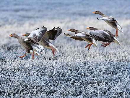 Wintergäste und erste Rückkehrer aus dem Süden im Wedeler Autal