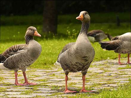 Wintervögel im Wohlerspark