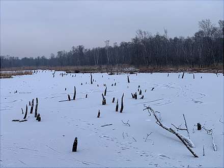 Winterwanderung durch das Wittmoor